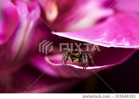 jumping spider on orchid jumping spider on orchid 103646383