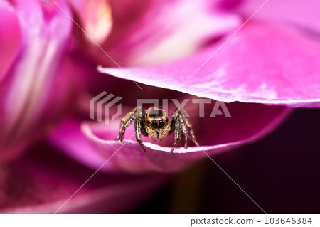 jumping spider on orchid jumping spider on orchid 103646384