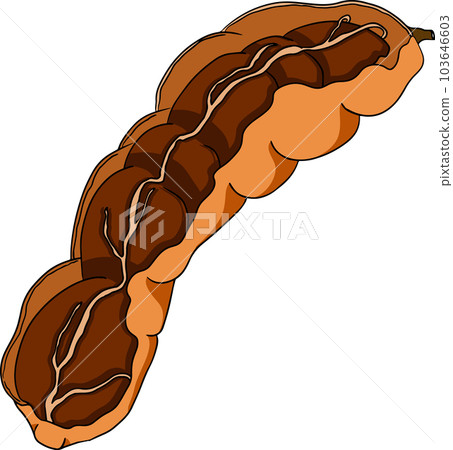 Hand drawn Tamarind, Tamarindus indica. Vector colored illustration. 103646603