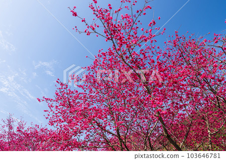 Beautiful Taiwan cherry blooming in the park of Nantou, Taiwan. Beautiful Taiwan cherry blooming in the park of Nantou, Taiwan. 103646781