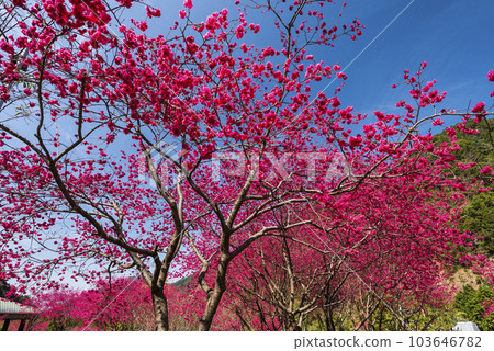 Beautiful Taiwan cherry blooming in the park of Nantou, Taiwan. 103646782