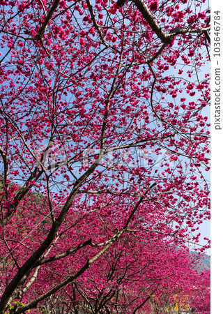 Beautiful Taiwan cherry blooming in the park of Nantou, Taiwan. Beautiful Taiwan cherry blooming in the park of Nantou, Taiwan. 103646784