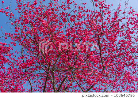 Beautiful Taiwan cherry blooming in the park of Nantou, Taiwan. 103646786