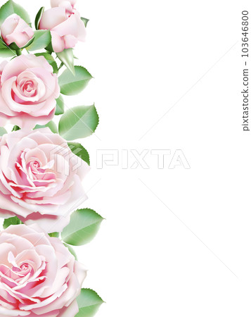 light pink roses blooming border frame 103646800
