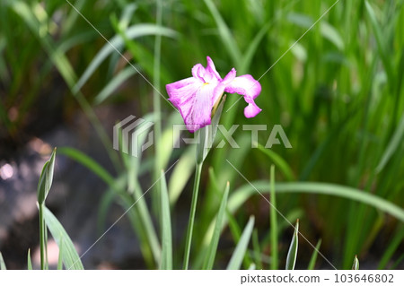 伊勢崎市赤堀花開花園盛開的鳶尾花 103646802