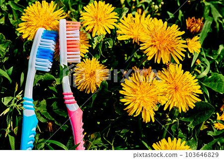 Two toothbrushes on a green and yellow dandelion carpet.  103646829