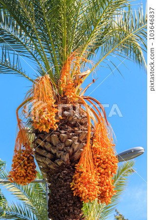 Date palm tree (Phoenix dactylifera) with ripening date fruits against blue sky 103646837