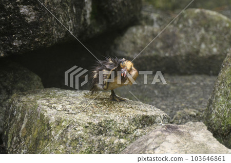 撓頭鴛鴦雛（出殼後5天） 103646861