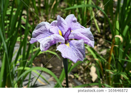 伊勢崎市赤堀花開花園盛開的鳶尾花 伊勢崎市赤堀花開花園盛開的鳶尾花 103646872
