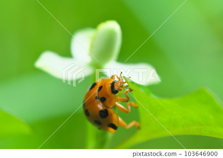 Dokudami Flower And Haraguro Ladybird - Stock Photo [103646900.