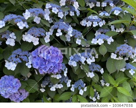 Hydrangea 103647038