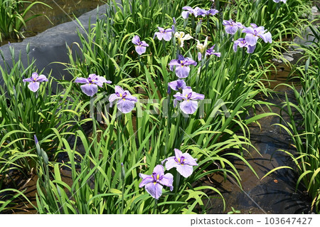 伊勢崎市赤堀花開花園盛開的鳶尾花 103647427