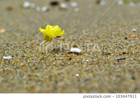 在海灘的黃色花 103647911