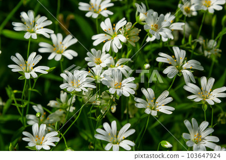 Stellaria holostea. delicate forest flowers of the chickweed, Stellaria holostea or Echte Sternmiere. floral background. white flowers on a natural green background. flowers in the spring forest Stellaria holostea. delicate forest flowers of the chickweed, Stellaria holostea or Echte Sternmiere. floral background. white flowers on a natural green background. flowers in the spring forest 103647924