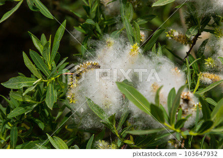 Salix atrocinerea. Close-up of a jack salce branch with the mature female catkins, seeds, and leaves 103647932