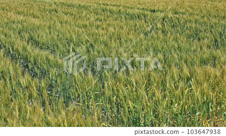 麥田（帶視頻） 103647938