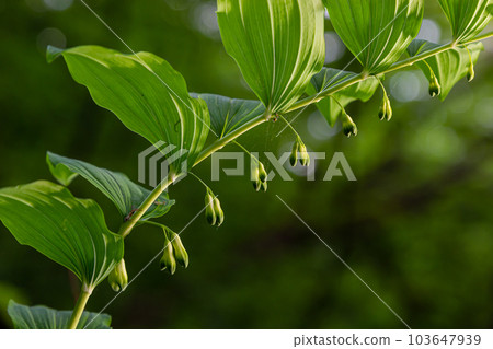 Polygonatum multiflorum, the Solomon's seal, David's harp, ladder-to-heaven or Eurasian Solomon's seal, is a species of flowering plant in the family Asparagaceae Polygonatum multiflorum, the Solomon's seal, David's harp, ladder-to-heaven or Eurasian Solomon's seal, is a species of flowering plant in the family Asparagaceae 103647939