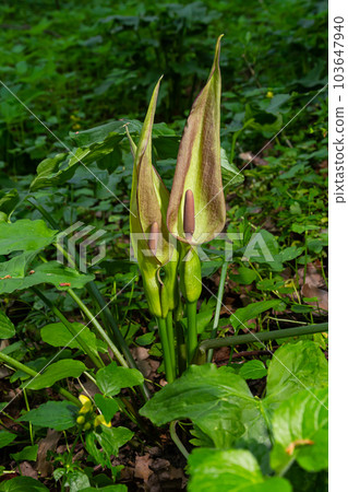 Cuckoopint or Arum maculatum arrow shaped leaf, woodland poisonous plant in family Araceae. arrow shaped leaves. Other names are nakeshead, adder's root, arum, wild arum, arum lily, lords-and-ladies Cuckoopint or Arum maculatum arrow shaped leaf, woodland poisonous plant in family Araceae. arrow shaped leaves. Other names are nakeshead, adder's root, arum, wild arum, arum lily, lords-and-ladies 103647940