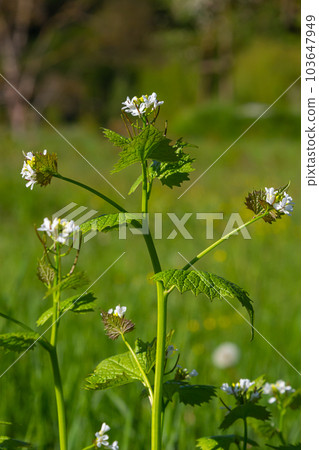 Garlic mustard flowers Alliaria petiolata close up. Alliaria petiolata, or garlic mustard, is a biennial flowering plant in the mustard family Brassicaceae Garlic mustard flowers Alliaria petiolata close up. Alliaria petiolata, or garlic mustard, is a biennial flowering plant in the mustard family Brassicaceae 103647949