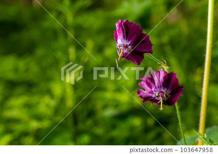 Dark purple dusky flowers in the garden, selective focus with green bokeh background - Geranium faeum 103647958