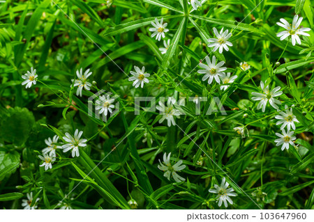 Stellaria holostea. delicate forest flowers of the chickweed, Stellaria holostea or Echte Sternmiere. floral background. white flowers on a natural green background. flowers in the spring forest Stellaria holostea. delicate forest flowers of the chickweed, Stellaria holostea or Echte Sternmiere. floral background. white flowers on a natural green background. flowers in the spring forest 103647960