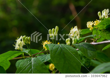 Lonicera xylosteum, fly honeysuckle white flowers closeup selective focus Lonicera xylosteum, fly honeysuckle white flowers closeup selective focus 103647962