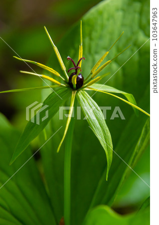 Paris quadrifolia. Flower close-up of the poisonous plant, herb-paris or the knot of true lovers. Blooming grass Paris. Crow's eye or raven eye, poisonous berry in the forest 103647963