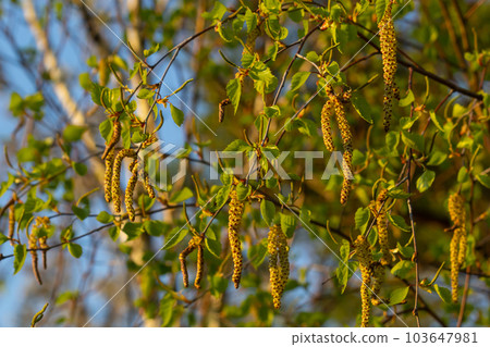 Close up view of flowering yellow catkins on a river birch tree betula nigra in spring, with blue sky background Close up view of flowering yellow catkins on a river birch tree betula nigra in spring, with blue sky background 103647981