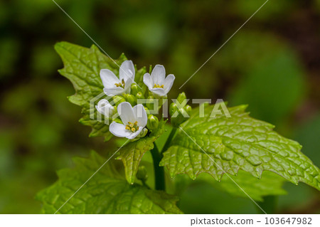 Garlic mustard flowers Alliaria petiolata close up. Alliaria petiolata, or garlic mustard, is a biennial flowering plant in the mustard family Brassicaceae 103647982
