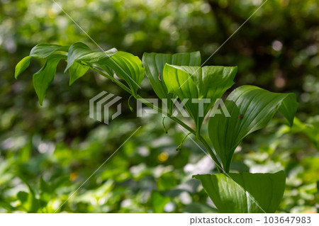 Polygonatum multiflorum, the Solomon's seal, David's harp, ladder-to-heaven or Eurasian Solomon's seal, is a species of flowering plant in the family Asparagaceae 103647983