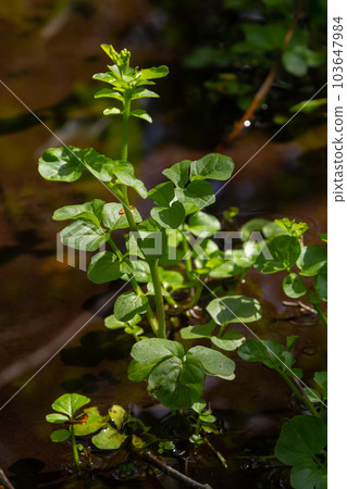 Cardamine amara, known as large bitter-cress. Spring forest. floral background of a blooming plant Cardamine amara, known as large bitter-cress. Spring forest. floral background of a blooming plant 103647984
