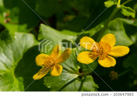 Caltha palustris, known as marsh-marigold and kingcup, is a small to medium size perennial herbaceous plant of the buttercup family Caltha palustris, known as marsh-marigold and kingcup, is a small to medium size perennial herbaceous plant of the buttercup family 103647985