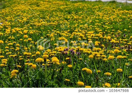 Dandelion Taraxacum officinale as a wall flower, is a pioneer plant and survival artist that can also thrive on gravel roads. Beautiful Taraxacum flower on a green garden Dandelion Taraxacum officinale as a wall flower, is a pioneer plant and survival artist that can also thrive on gravel roads. Beautiful Taraxacum flower on a green garden 103647986
