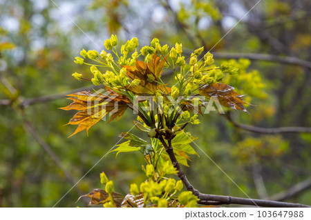 The maple Acer platanoides blooms before the leaves bloom. Yellow, fragrant maple flowers, blurred, natural background The maple Acer platanoides blooms before the leaves bloom. Yellow, fragrant maple flowers, blurred, natural background 103647988