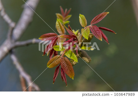 Walnut twig in spring, Walnut tree leaves and catkins close up. Walnut tree blooms, young leaves of the tree in the spring season, nature outdoors Walnut twig in spring, Walnut tree leaves and catkins close up. Walnut tree blooms, young leaves of the tree in the spring season, nature outdoors 103647989