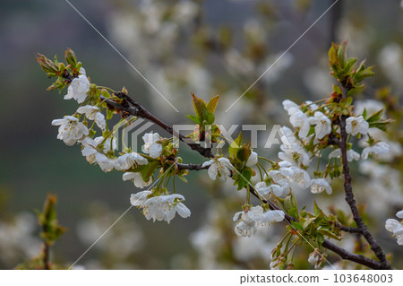Selective focus of beautiful branches of cherry blossoms on the tree under blue sky, Beautiful Sakura flowers during spring season in the park, Floral pattern texture, Nature background 103648003