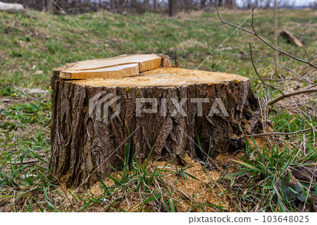A tree stump in a spring forest, ecological problems associated with deforestation A tree stump in a spring forest, ecological problems associated with deforestation 103648025