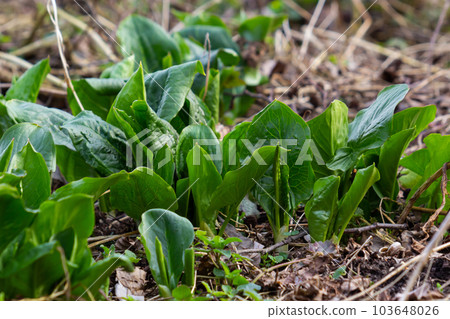 Cuckoopint or Arum maculatum arrow shaped leaf, woodland poisonous plant in family Araceae. arrow shaped leaves. Other names are nakeshead, adder's root, arum, wild arum, arum lily, lords-and-ladies Cuckoopint or Arum maculatum arrow shaped leaf, woodland poisonous plant in family Araceae. arrow shaped leaves. Other names are nakeshead, adder's root, arum, wild arum, arum lily, lords-and-ladies 103648026
