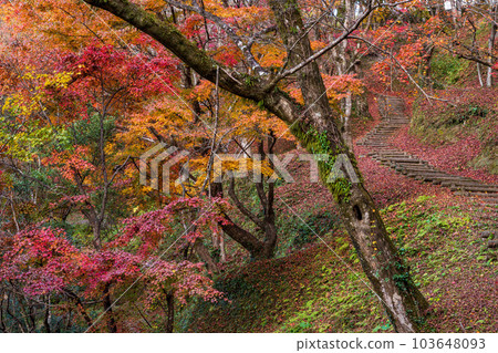 Yujaku Koen Autumn leaves viewing scenery ``Bungo Ono City, Oita Prefecture'' 103648093