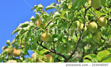 Plum fruit (with video) Plum fruit (with video) 103648097