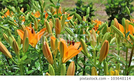 Asian lily (with video) 103648114