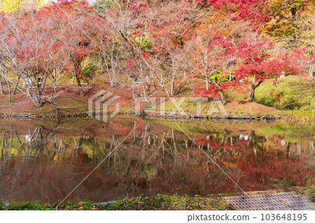 Yujakukouen Park reflecting autumn leaves A view of the autumn leaves reflected in the pond ``Bungo-Ono City, Oita Prefecture'' Yujakukouen Park reflecting autumn leaves A view of the autumn leaves reflected in the pond ``Bungo-Ono City, Oita Prefecture'' 103648195