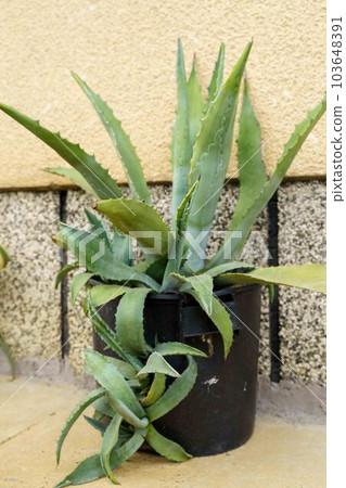 Huge Aloe, growing in a pot, droken pot. 103648391