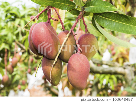 Close-up of mango fruits on the mango tree in Tainan, Taiwan. Close-up of mango fruits on the mango tree in Tainan, Taiwan. 103648497