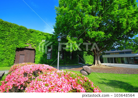 [Okayama Prefecture] Sunny Kurashiki Bikan Historical Quarter (Kurashiki Ivy Square) 103648564