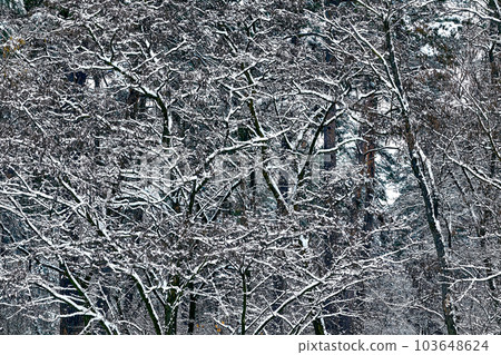 Peace and tranquility in a winter park with large trees and dense branches Peace and tranquility in a winter park with large trees and dense branches 103648624