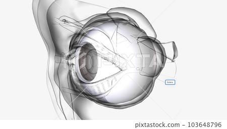 The sclera is the white outer wall of the eye. The sclera is the white outer wall of the eye. 103648796
