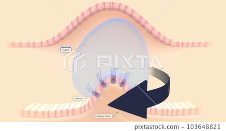 The semicircular canals have a dilated portion, or ampulla, that connects to the utricle. 103648821