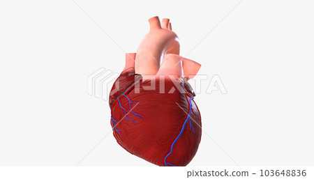 The Irregular Heartbeat and Hypertension The Irregular Heartbeat and Hypertension 103648836