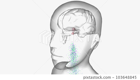 Central precocious puberty is characterized by high levels of gonadotropin-releasing hormone (GnRH). 103648845